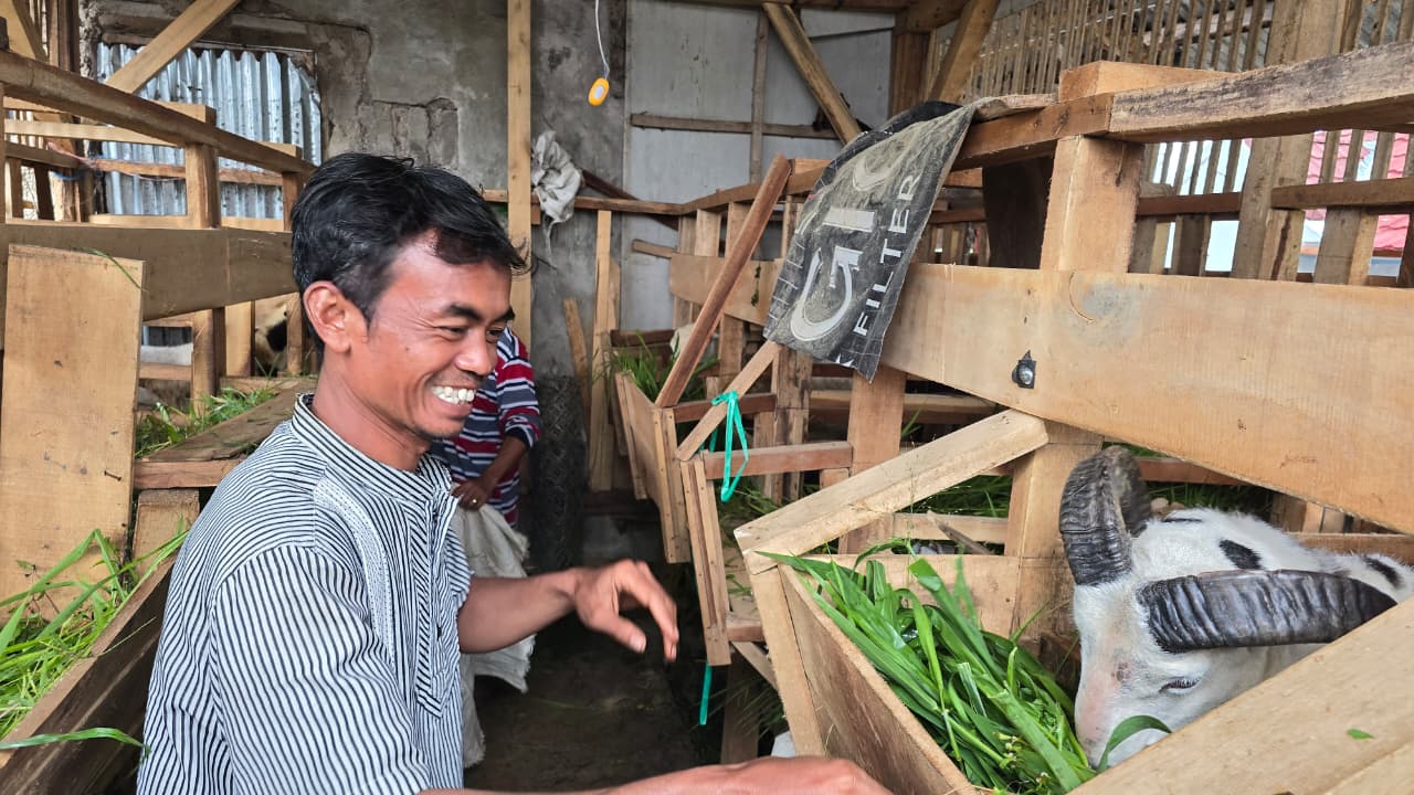 KSM Sukawangi Sehati Dorong Penguatan Ekonomi Lokal Cianjur melalui Ternak Domba Komunal